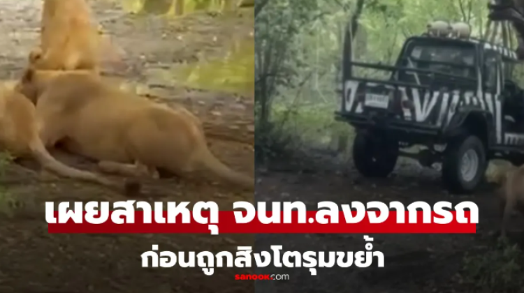 พยานเล่านาทีสยอง สิงโตรุมขย้ำเจ้าหน้าที่สวนสัตว์ดัง
